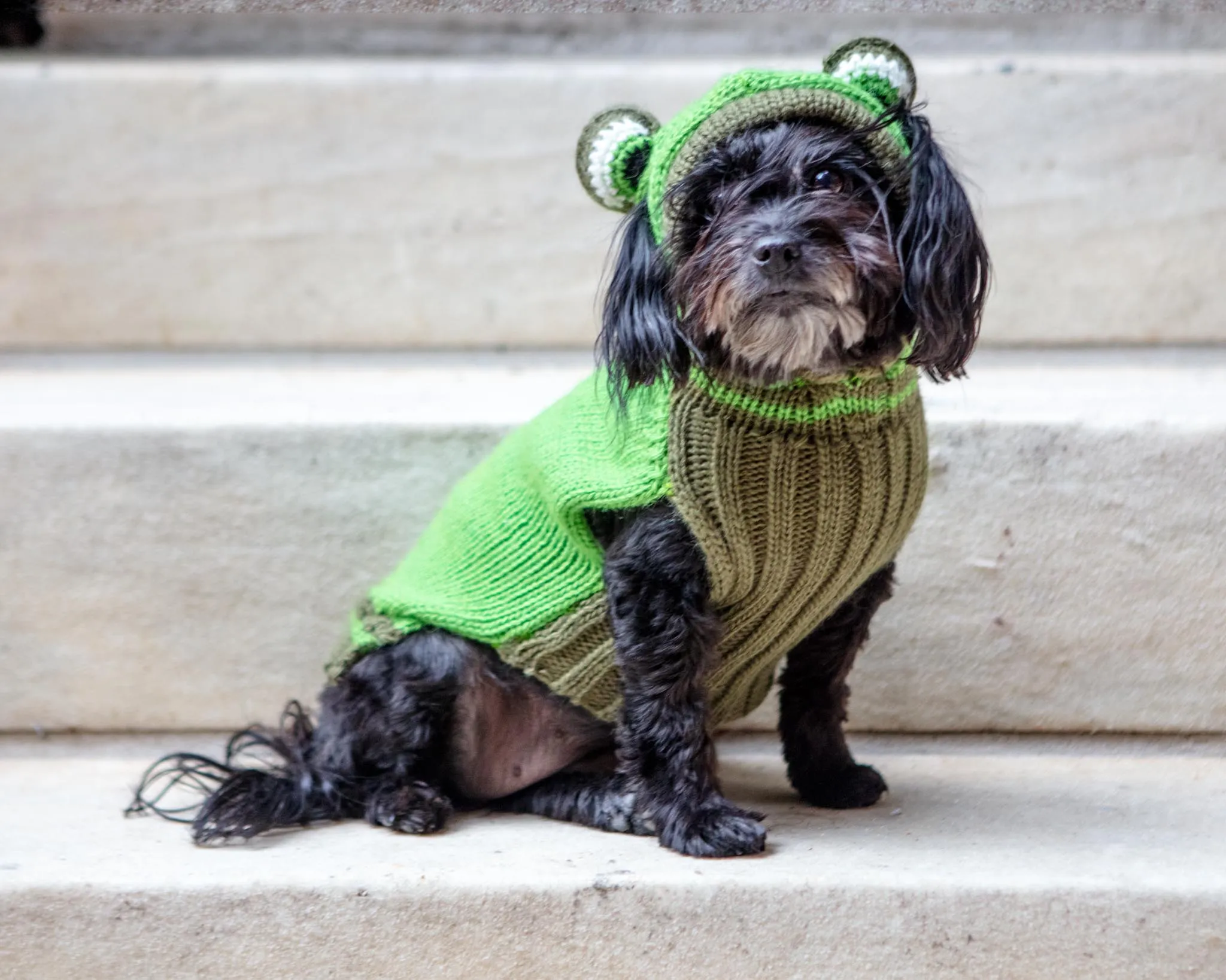 Froggy Doggy Handknit Dog Sweater w/ Hood